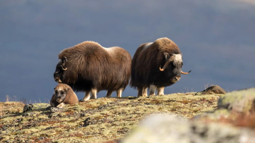 Rondane og Dovrefjell med elbil – en todagerstur med opplevelser og smart lading